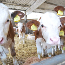 maramures-rase-carne1