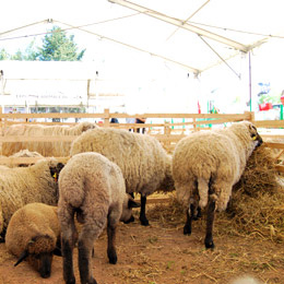oiferma