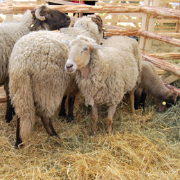 ovine12