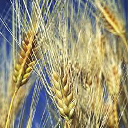pacesiagricultura