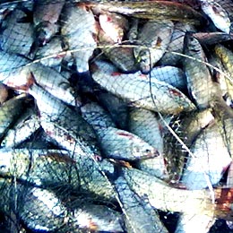 pescuit