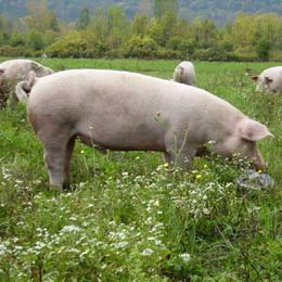 pigs.pajiste1