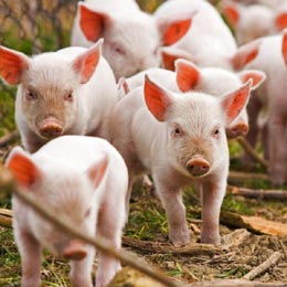 pigs apia1