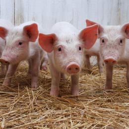 pigs roz 1