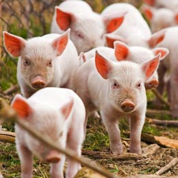pigsi