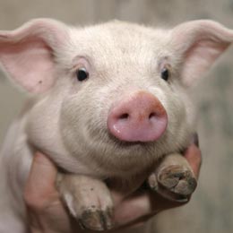 porc22