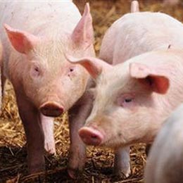 porci22