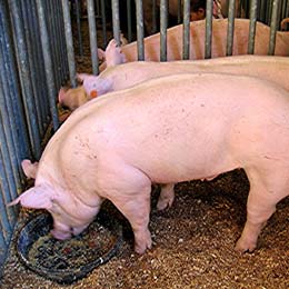 porci multi