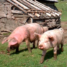 porciasf