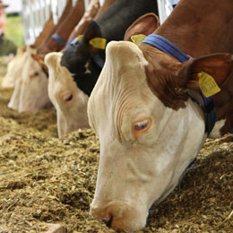 romania-bovine1