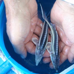 sturioni