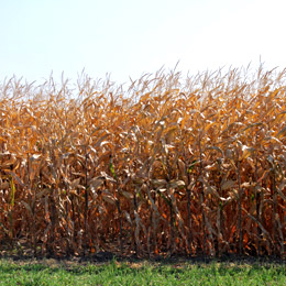 terenagricol