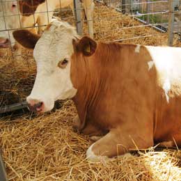 vaca