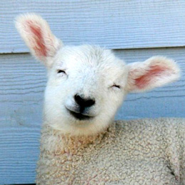 lamb