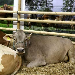 vaca