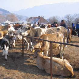 targ de animale ansvsa