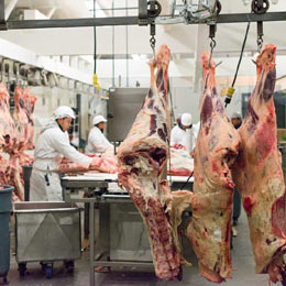 tonnies porci germania3