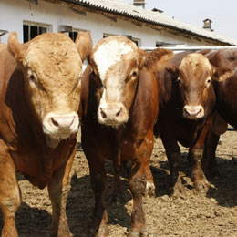 valoare productie animale2